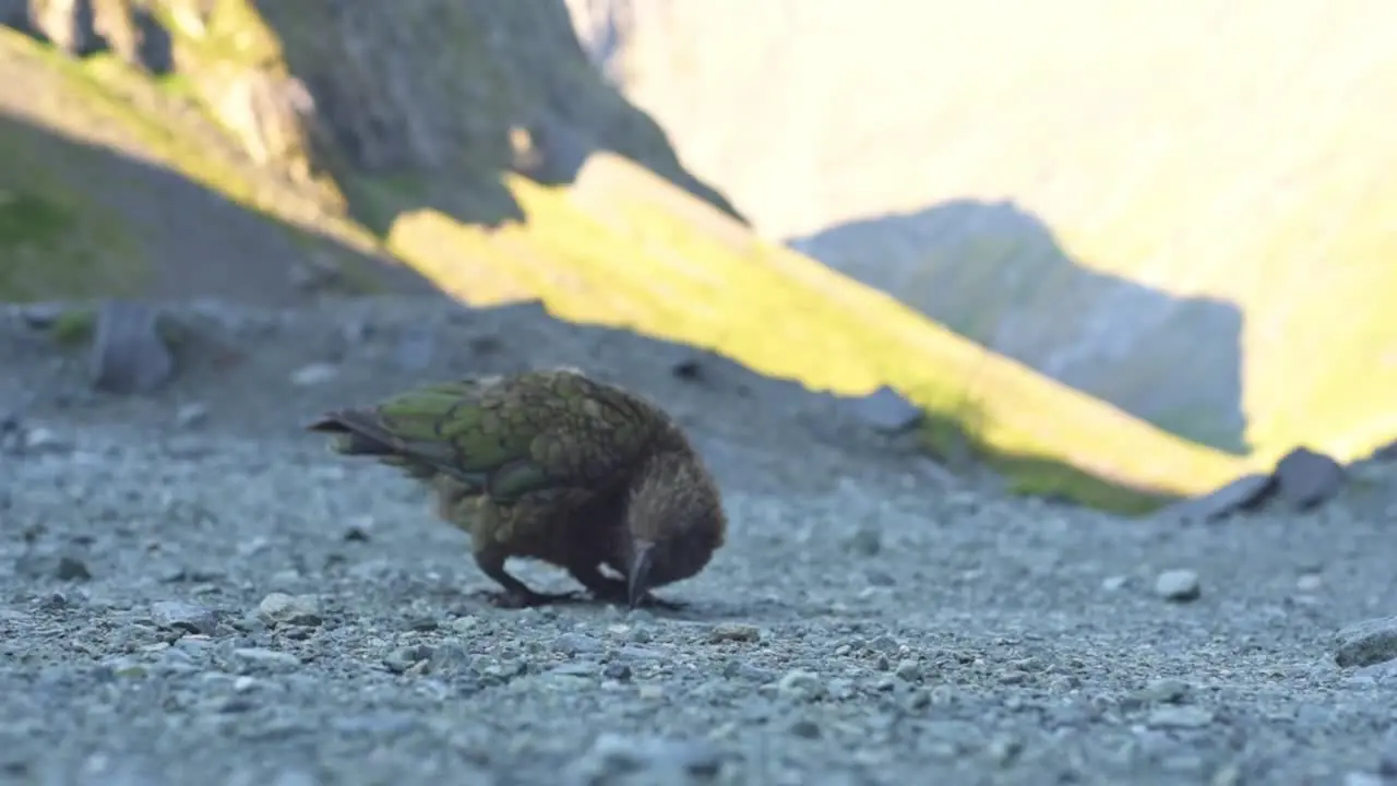 Kea walking through grael searching curiously for food with its beak