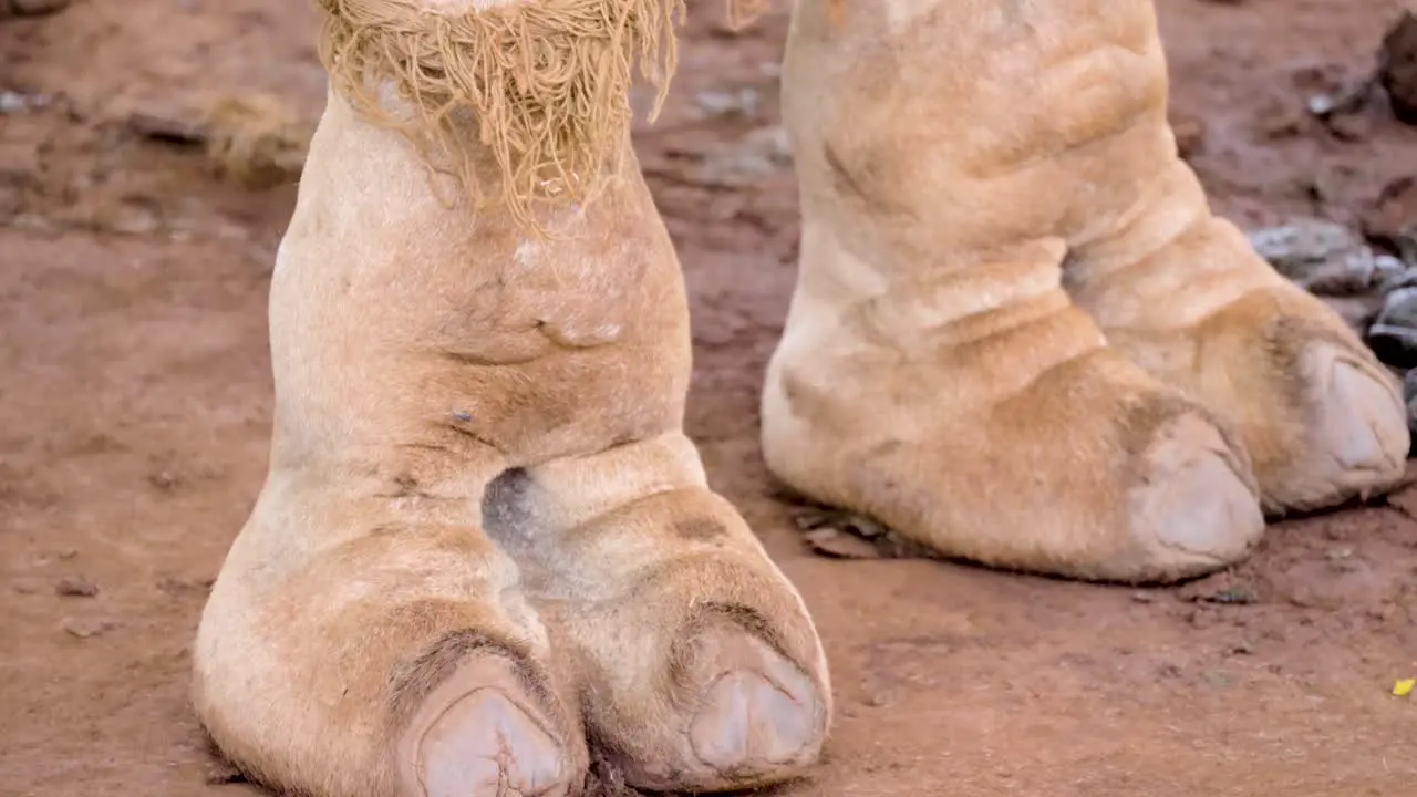 Close up shot of a camels foot