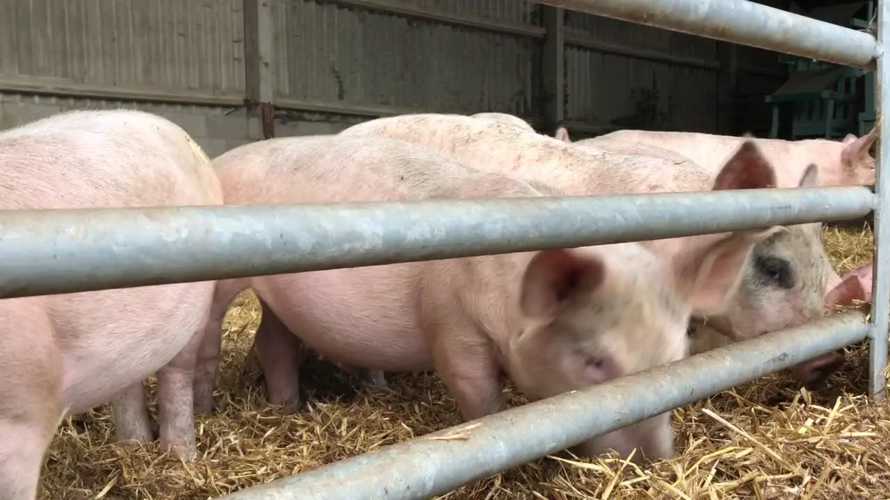 Piglets enjoy some straw on a farm in Bedfordshire UK