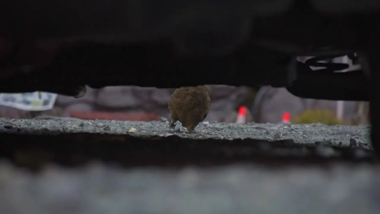 New Zealand Parrot Kea framed under a car sitting in the gravel