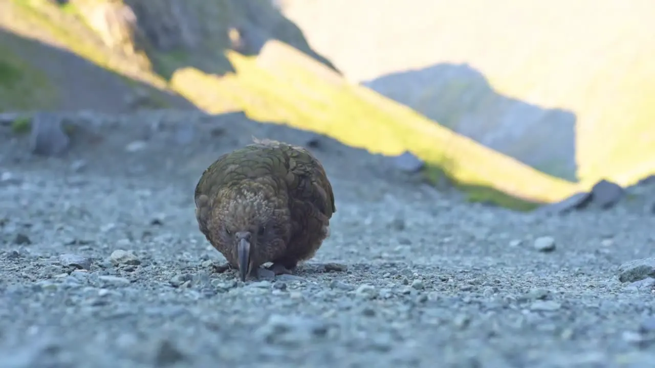 New Zealand Parrot Kea searching something with its beak in the gravel