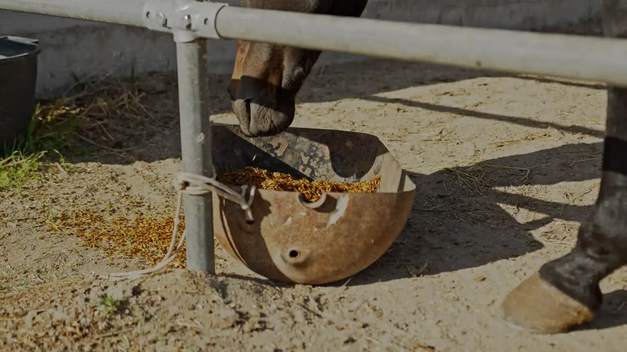 Beautiful horse animal eating oats while in farmstead close up view