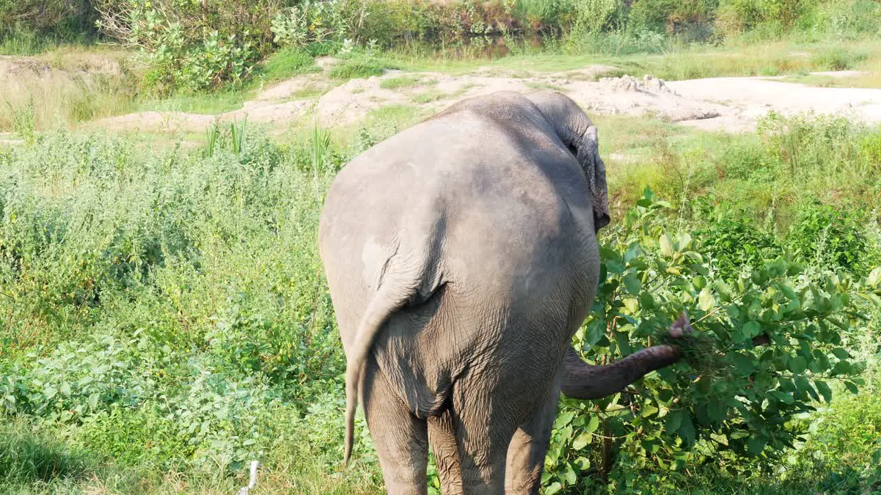 Rear shot of an elephant grazing with a crane bird by its side