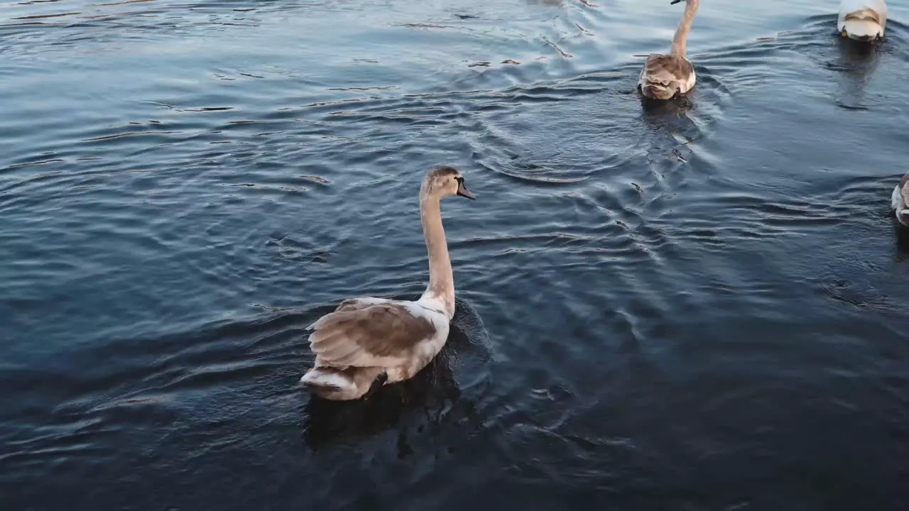 A family of swans swimming peacefully down a canal