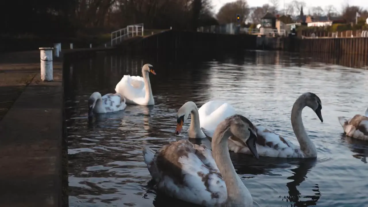 A low shot of a group of swans swimming down a canal on a bright summers day