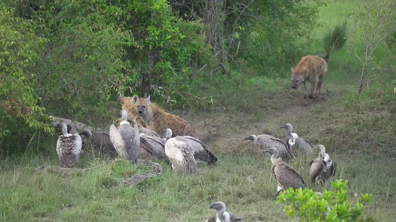 Hyenas walking toward animal kill with vultures