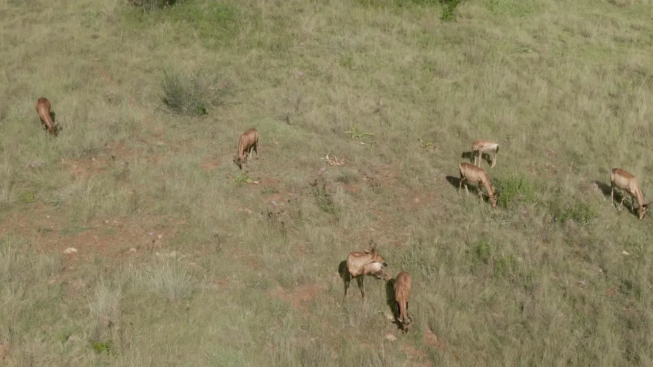 Drone aerial footage of a Nyala antelope herd with a baby grazing on summer savannah grass