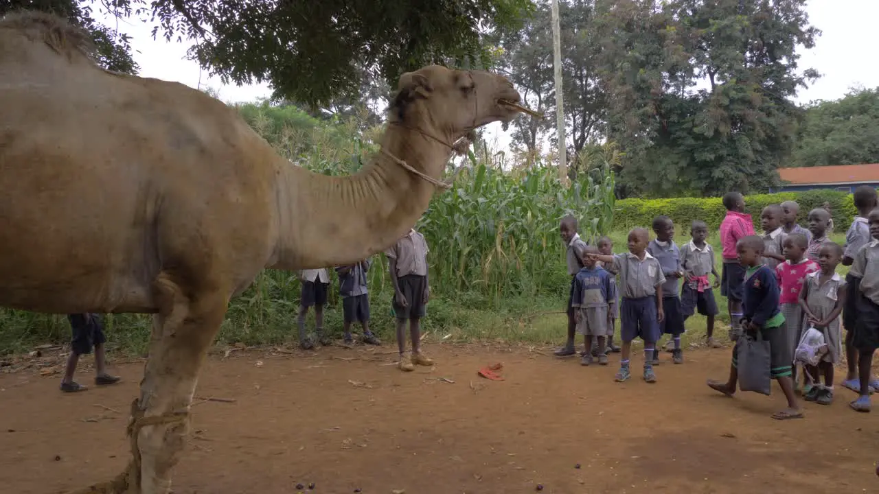 African children staring at a large dromedary camel in a rural African village