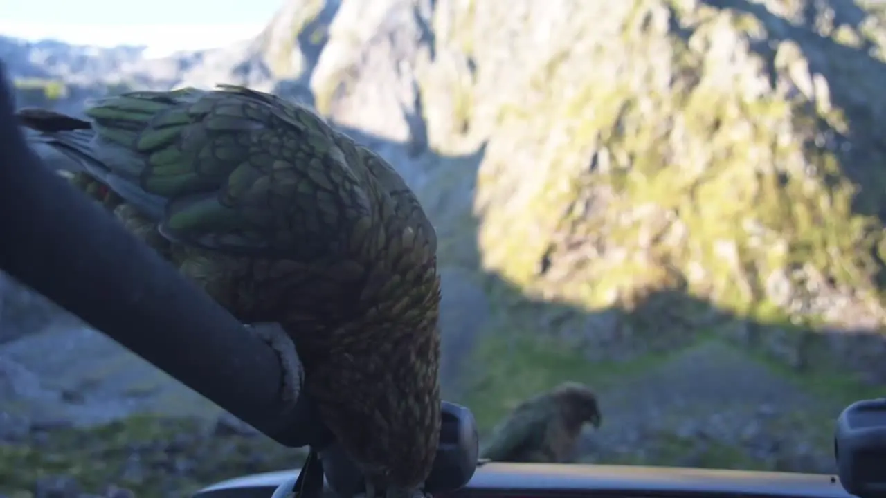 Kea new Zealand mountain Parrots on a car roof removing the insulation of the car with its beak