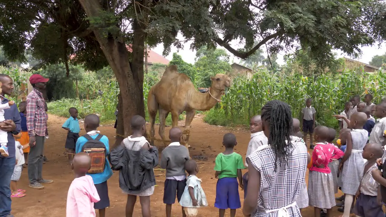 A crowd of African gather around a large camel tied to a mango tree