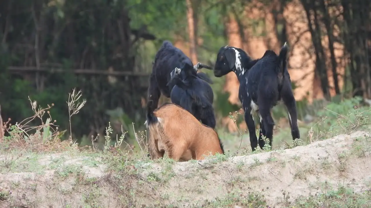 GHot lamb playing -drinking milk