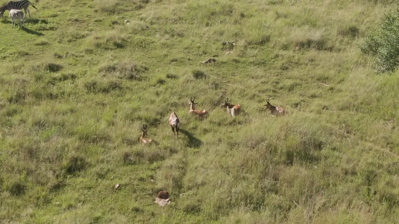 Drone footage of a Nyala antelope herd laying in summer grass in the wild