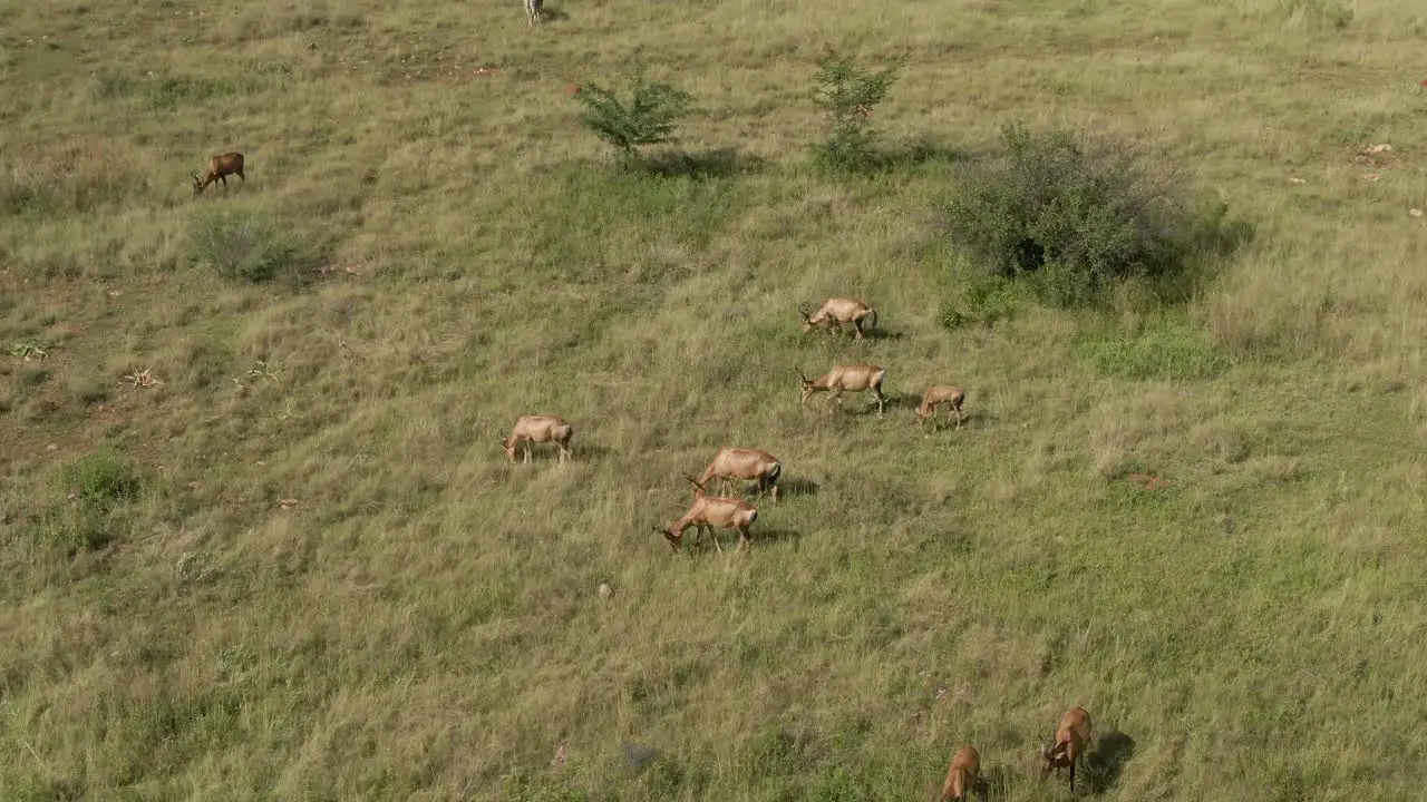 Drone aerial footage of a Nyala antelope herd grazing on summer grassed savannah in the wild