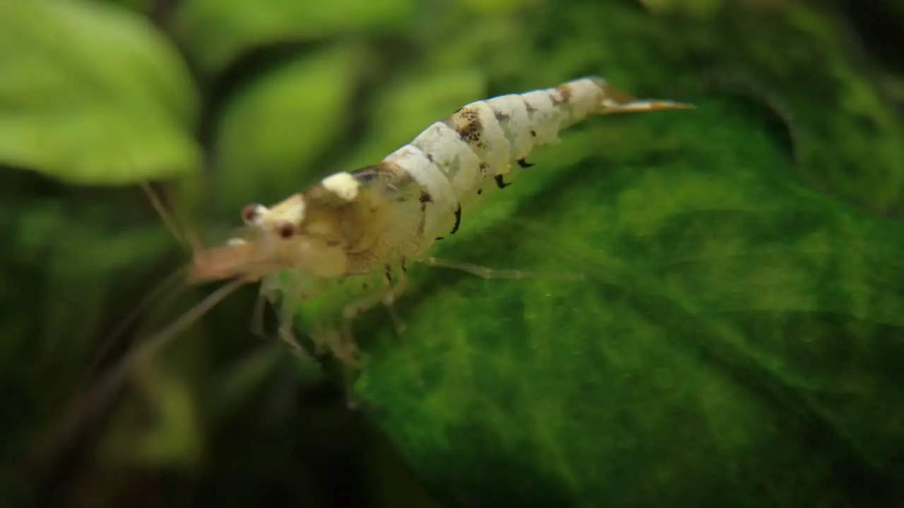 Mischling Crystal Black Caridina Taiwan Bee Shrimp on the Planted Fresh Water Fish Tank