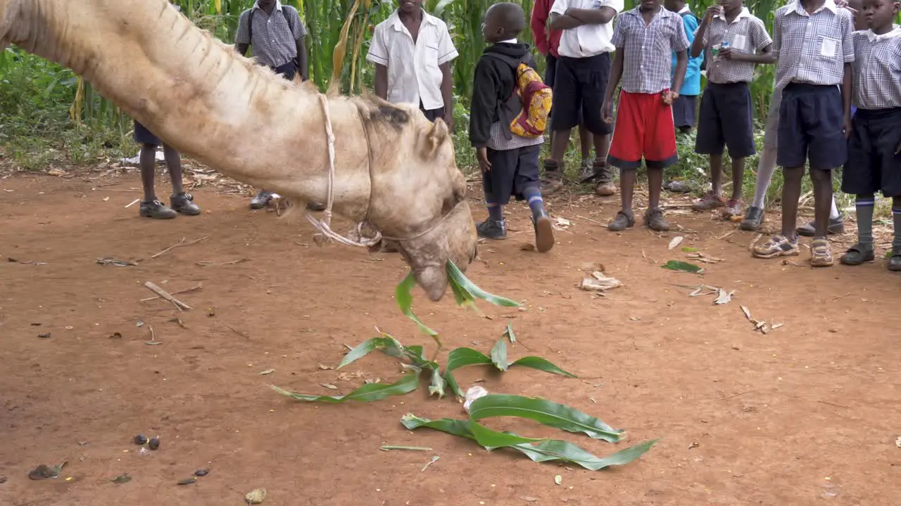 African school children gather around a camel and feed it corn leafs