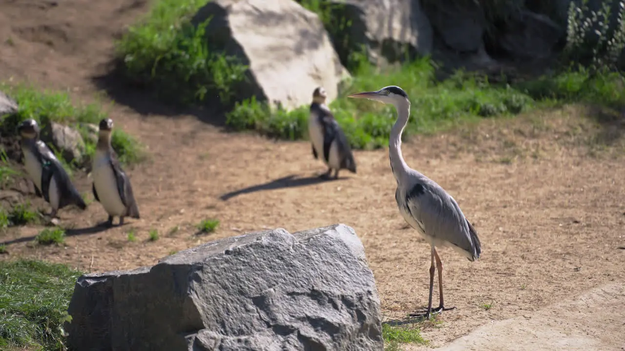 Grey Heron Standing While Group of Cute Penguins Run in Background in Tierpark Berlin Animal Park Germany on Summer Day