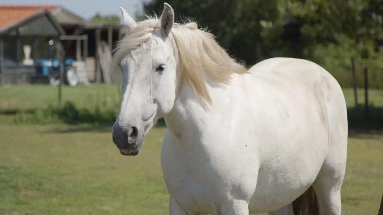 Portrait of a white horse standing in a pen on a farm medium