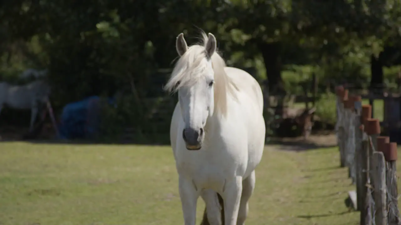 Portrait of a white horse standing in a pen on a farm wide