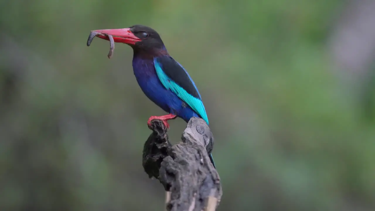 javan kingfisher is perching and eating worms