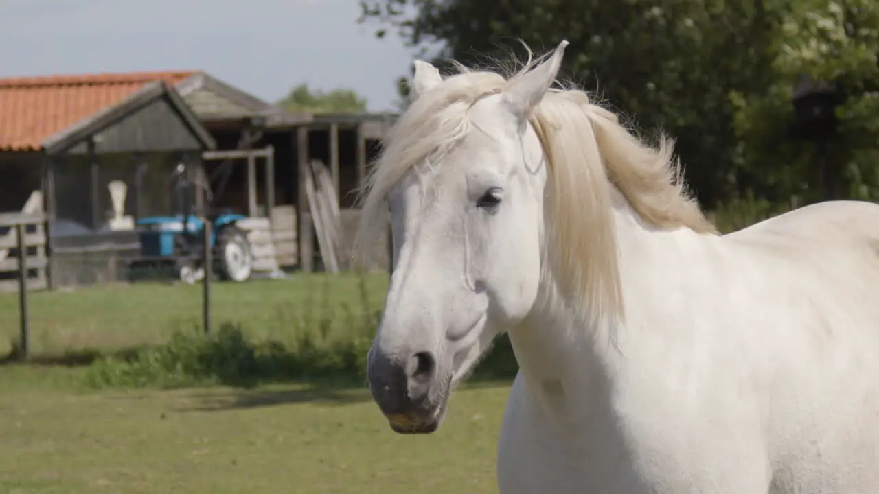 Wind blowing through the manes of horse standing in a pen 240fps slow motion