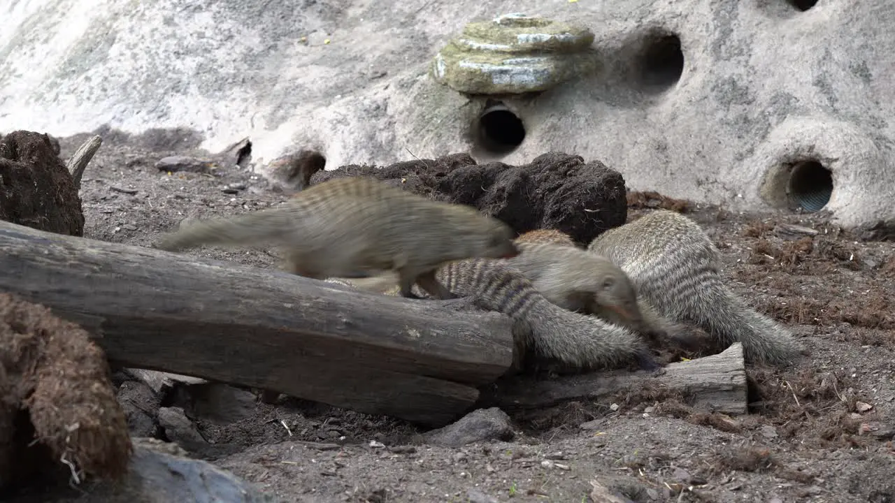 Group of banded mongoose mungos mungo crawling around and digging in dirt outside their shelters Handheld