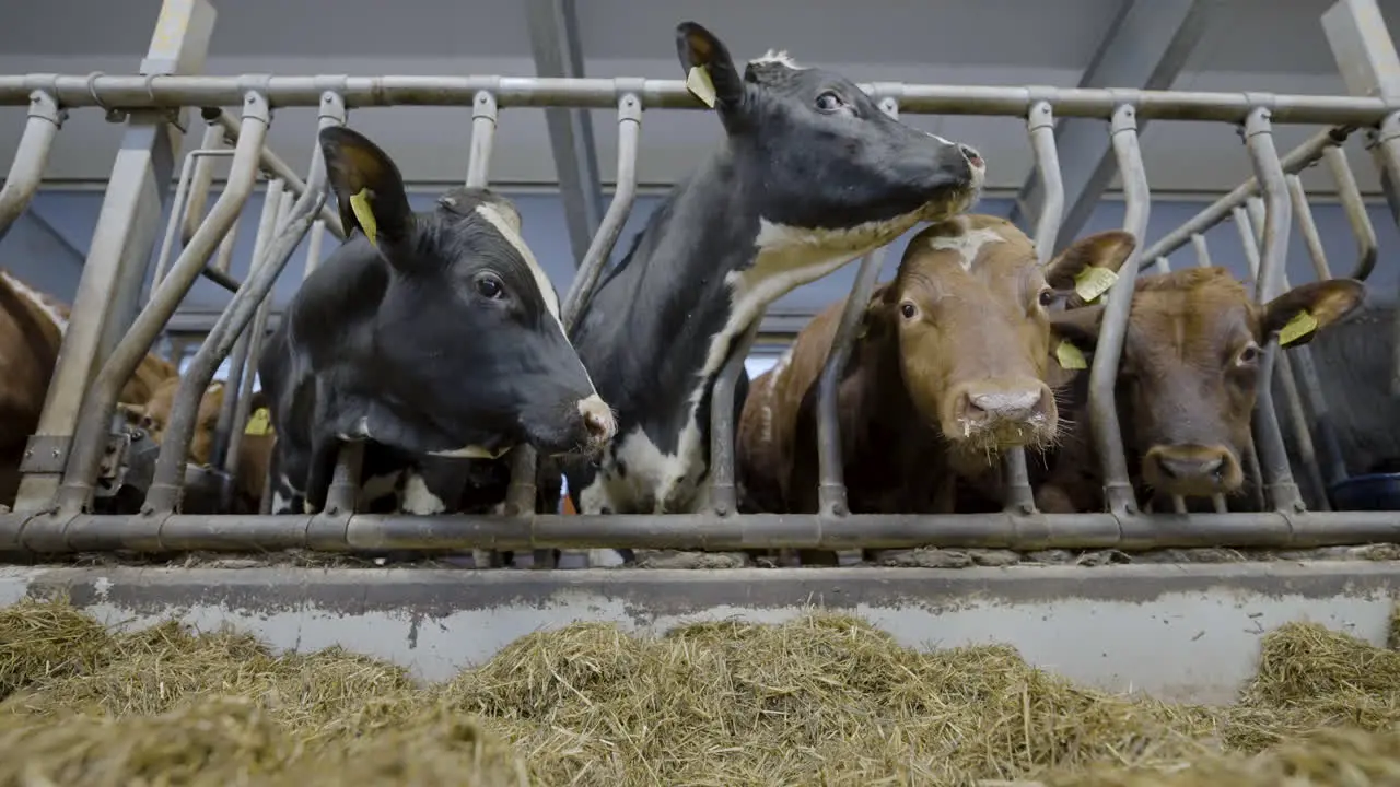 Cows eating straw in a cage on industrial animal feedlot in Norway