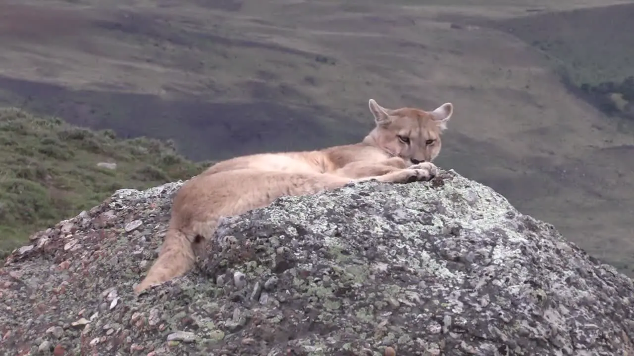 A Beautiful Furry Puma Resting On A Rock By The Mountainside In Patagonia Wide Shot