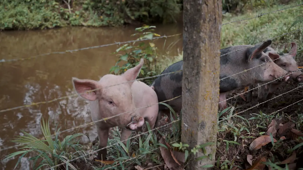 Pigs Behind Barbed Wire Fence By The River