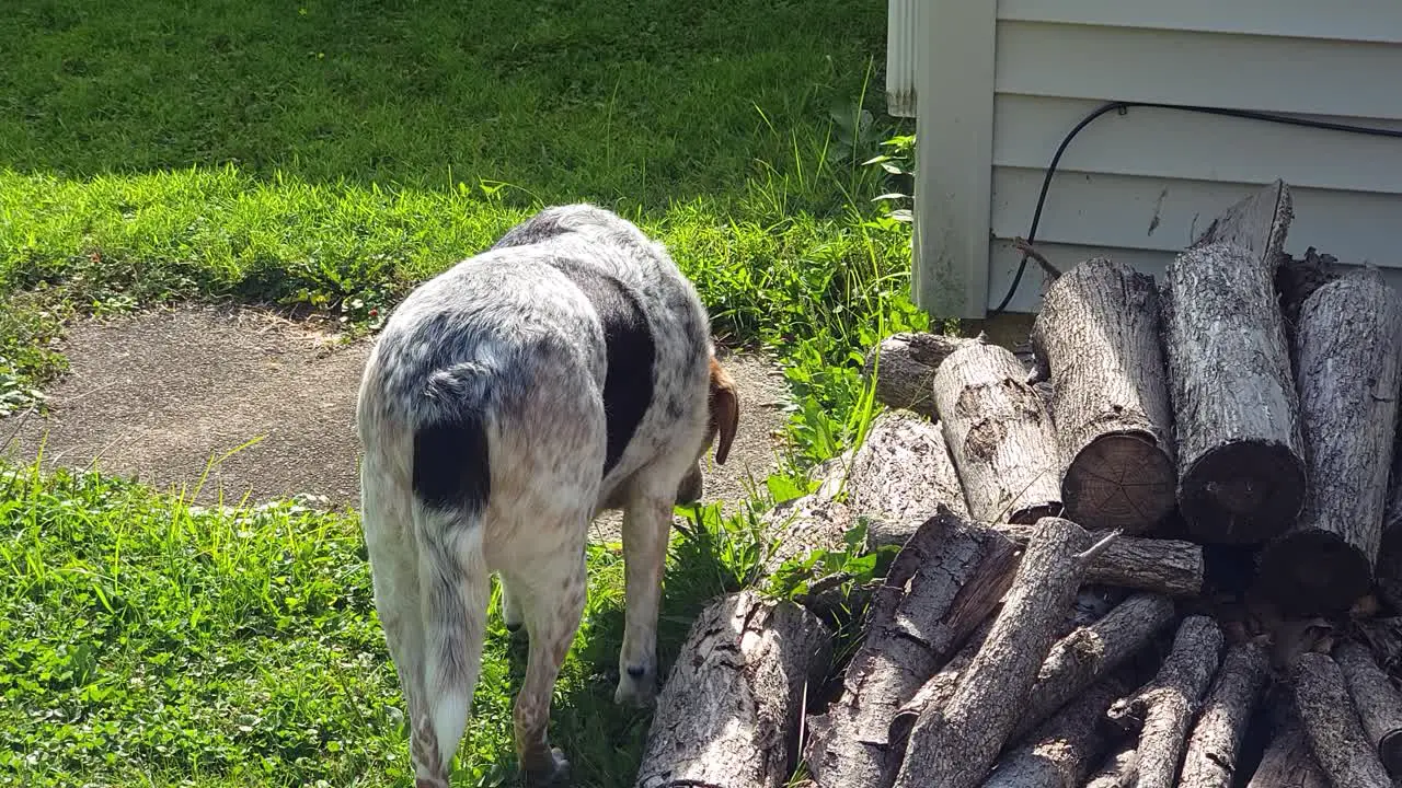 Dog eating grass to aid digestion