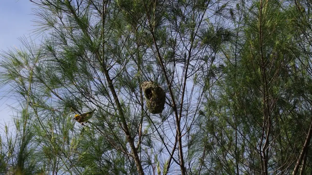 A group of Streaked Weaver perched on the Nest in the forest with blue sky