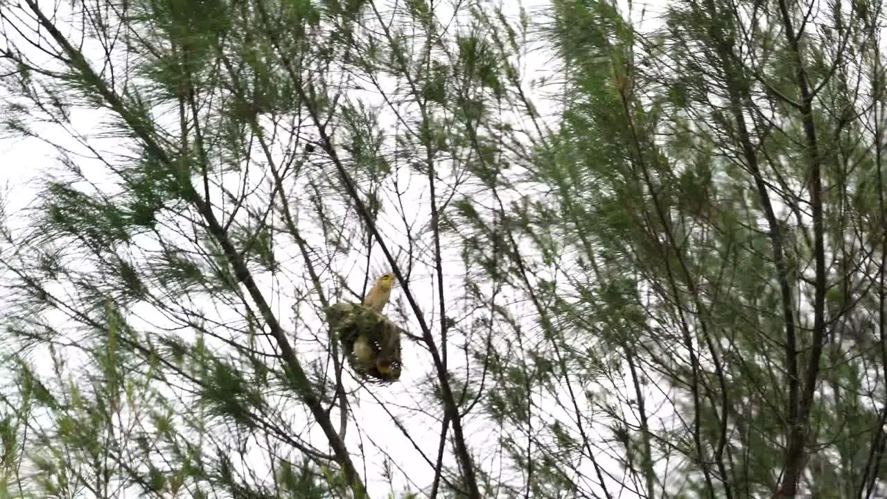 Strong wind swaying A group of Streaked Weaver which perched on the Nest