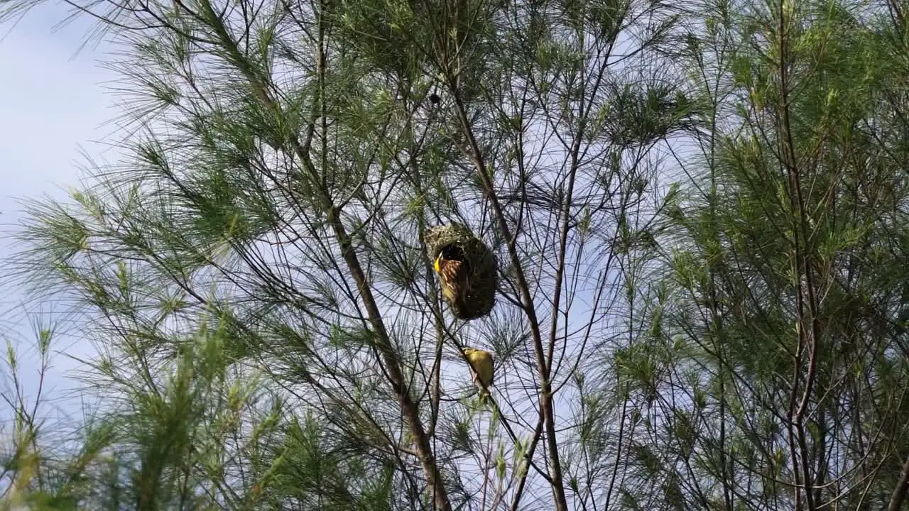 A group of Streaked Weaver perched on the tree and making nest