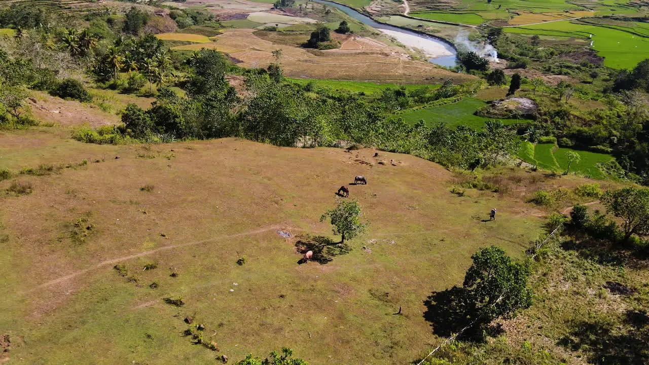 Grazing Animals At The Pastureland Mountains Near Paintai Watu Bella In Sumba Indonesia