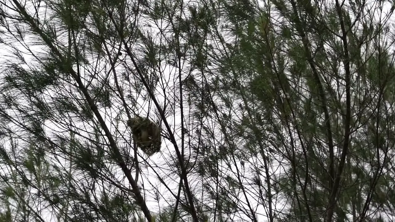 A group of weaver bird nest hanging on tree in the forest