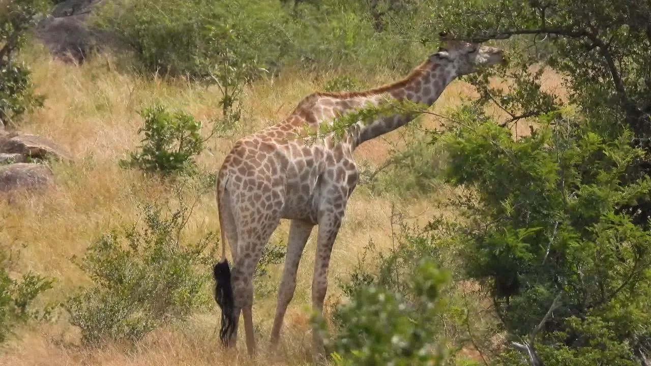 A giraffe eats leaves in a South African forest