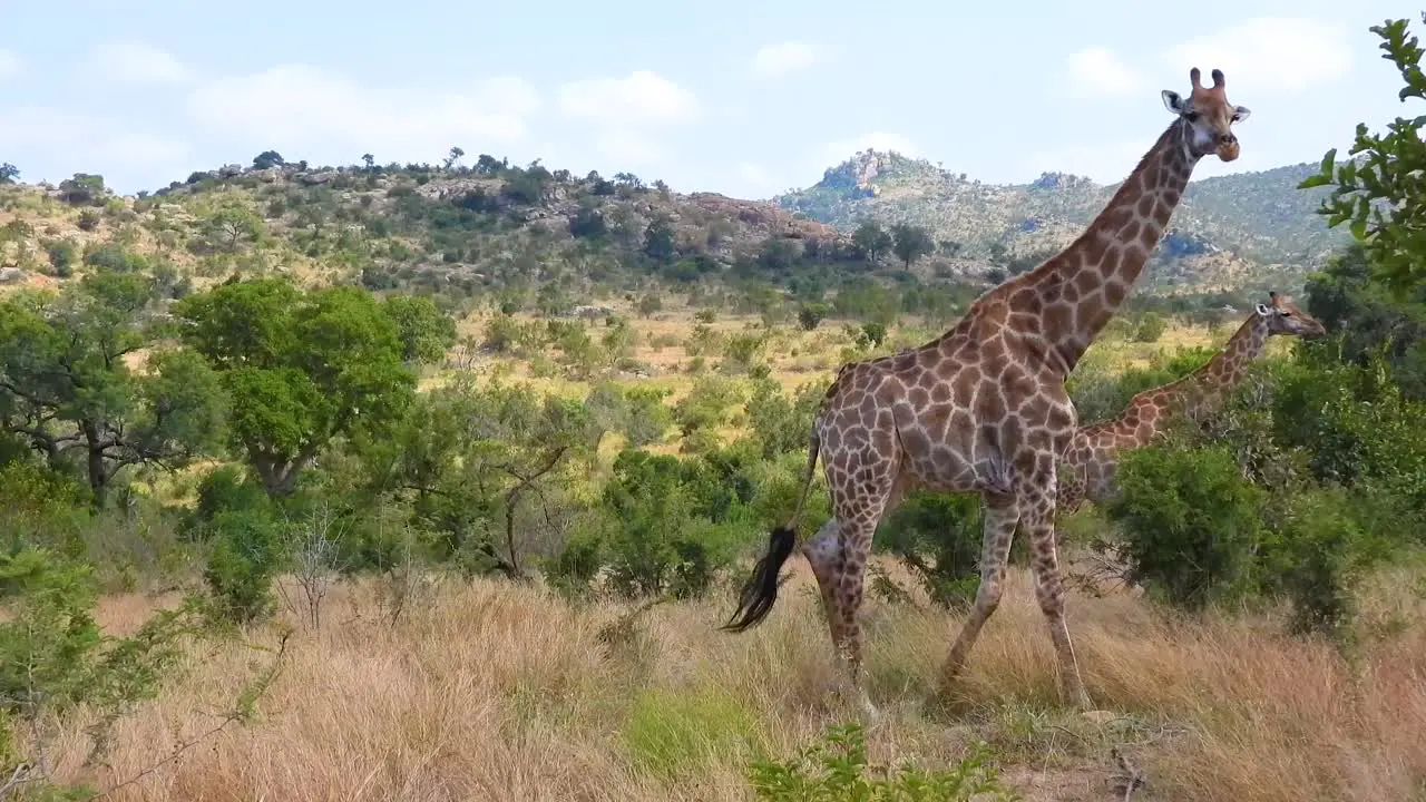 Two giraffes crossing the wild jungle of South Africa