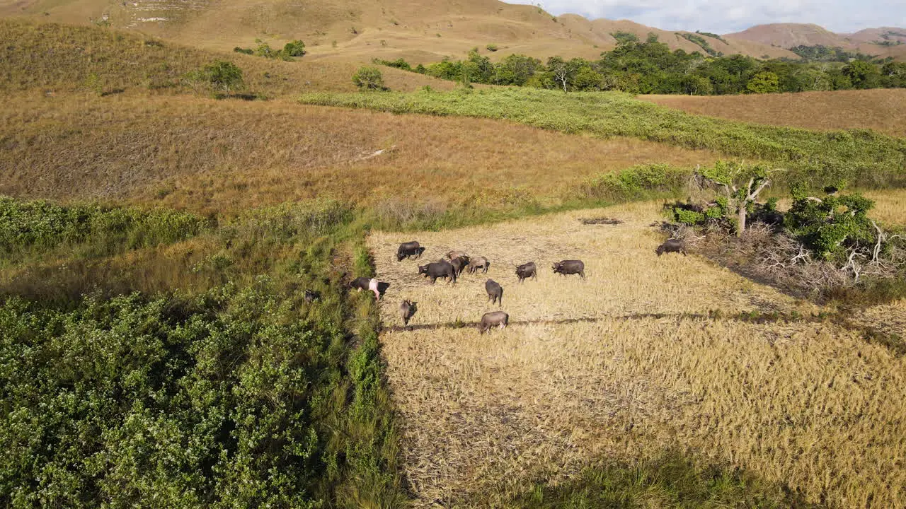 Animal Farming With Buffalos Grazing Over Fields In Sumba Island Indonesia