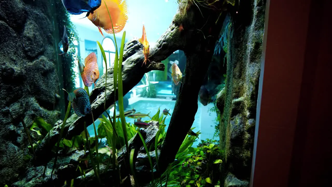 Beautiful indoor fishtank with colorful fish swimming around in big home