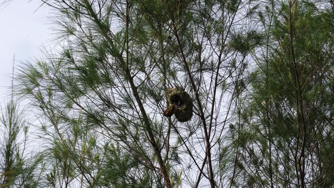 A group of Streaked Weaver perched on the Nest