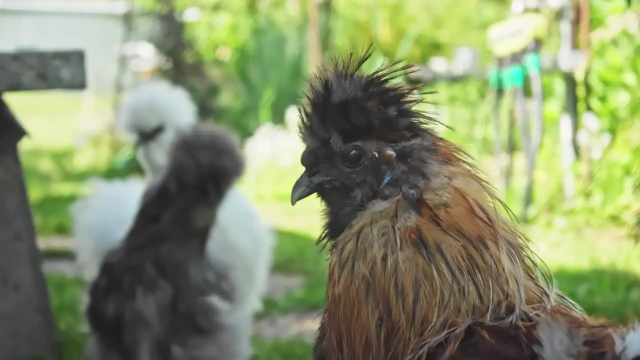 Cute Silkie hen seen posing for the camera in this close-up footage