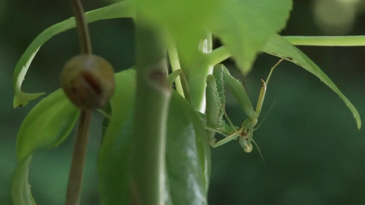 A female praying mantis and its brown round ootheca near it an example of insect parental care