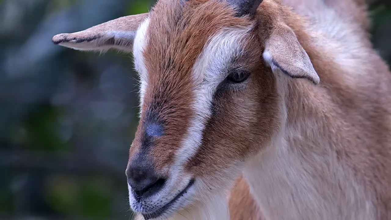 A goat quietly looking at something outdoors Slowmo