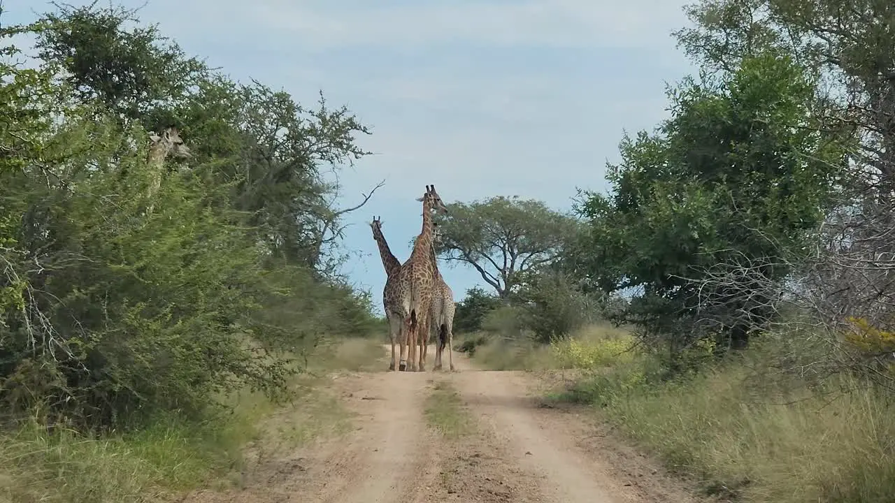 Cross paths with a giraffe colony as the car drives through the jungles of South Africa