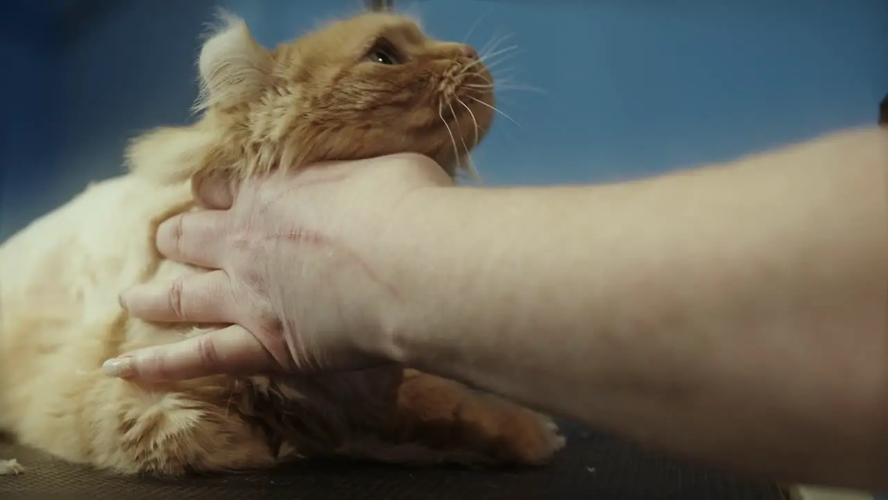 Close-up of a male groomer shaving a cat in an animal salon