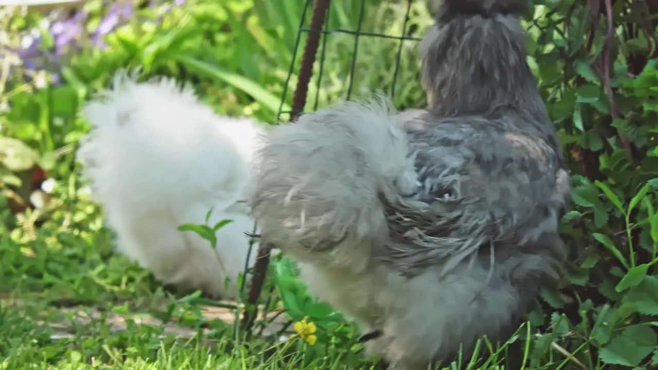 Little Grey silkie chicken in garden