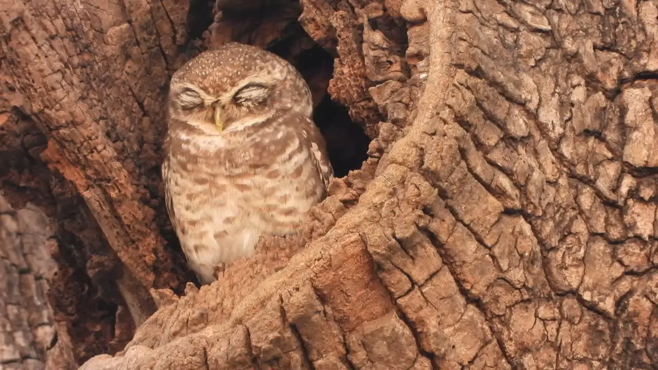 owl-sleeping- tree-eyes little 