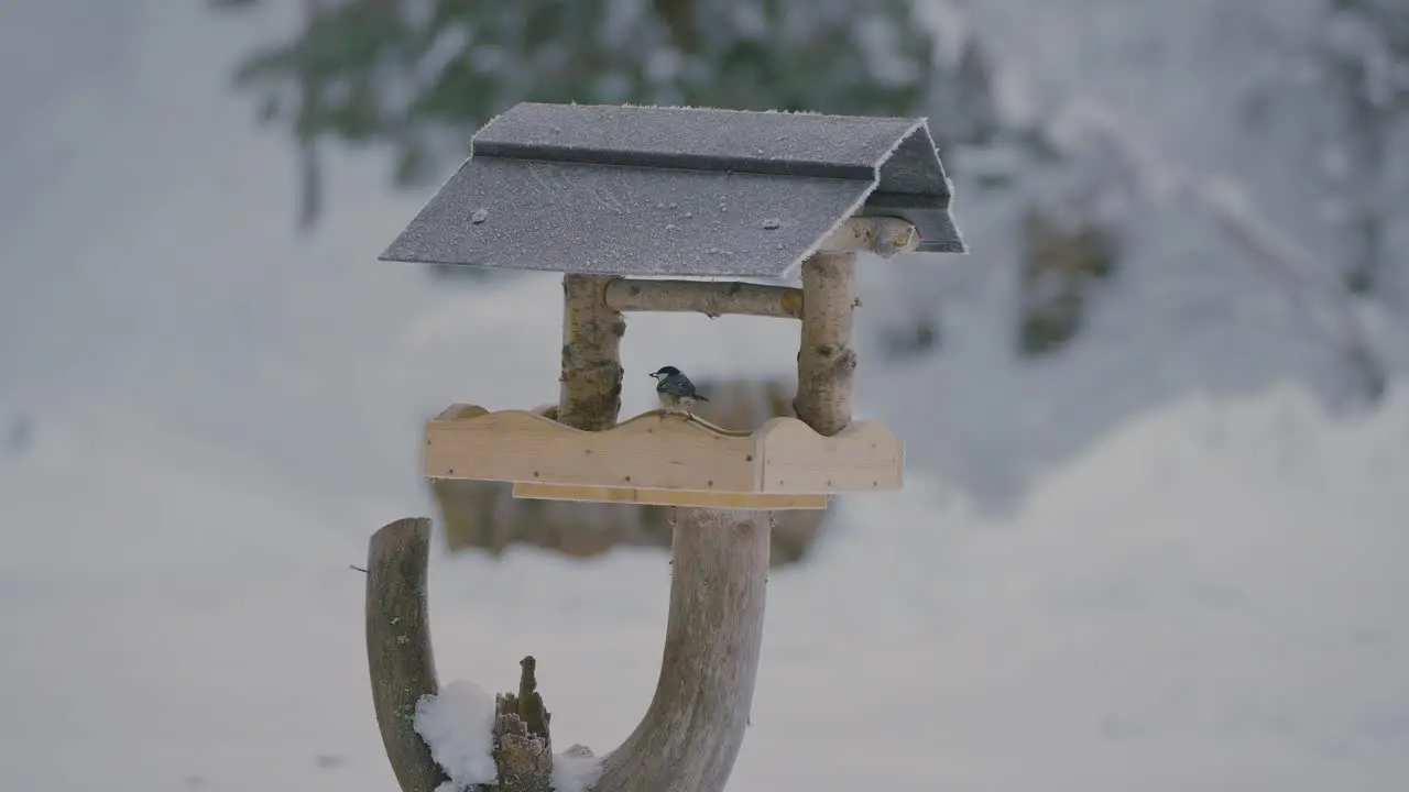 Small bird fighting flying searching and eating food in a birdhouse in winter with nature covered in snow captured in slow motion in 120fps in 4k