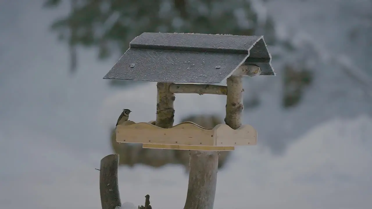 Small bird fighting flying searching and eating food in a birdhouse in winter with nature covered in snow captured in slow motion in 240fps