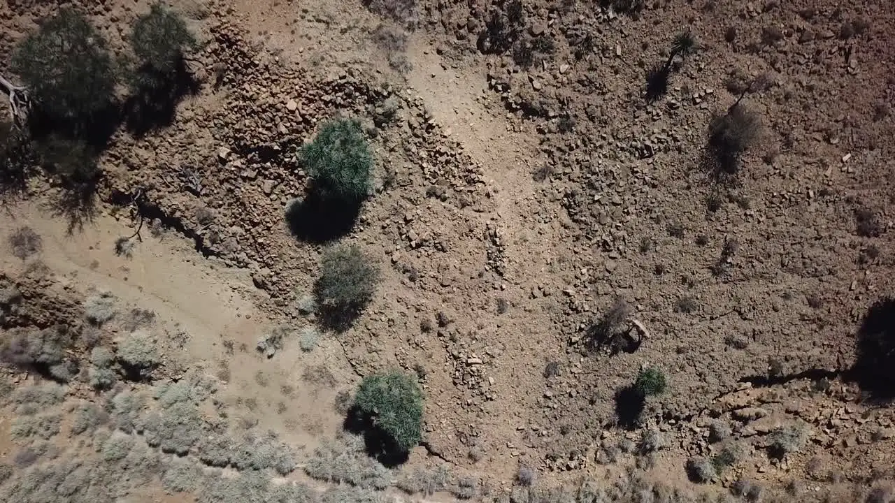 Group of wild camels wandering and feeding on trees