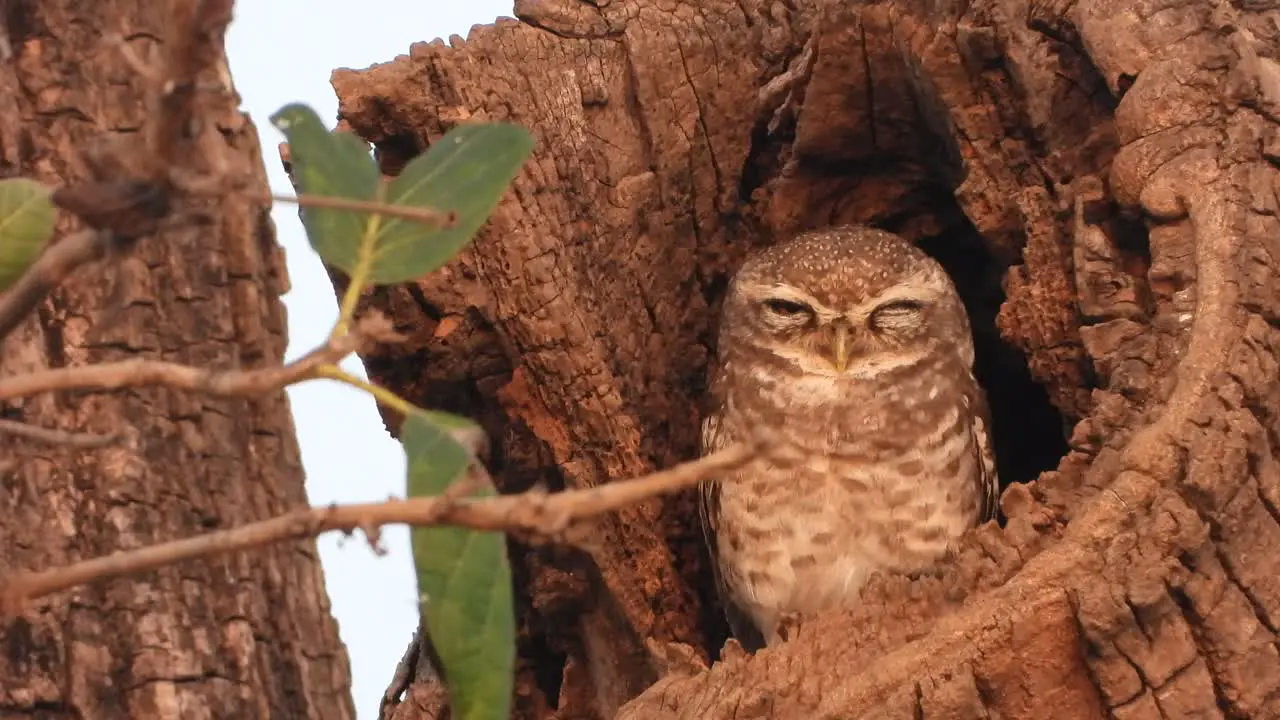 Beautiful little OWL in tree 